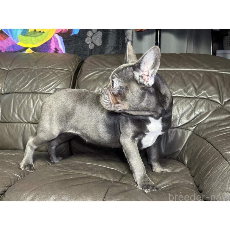 販売中の奈良県のフレンチブルドッグ-453762の10枚目