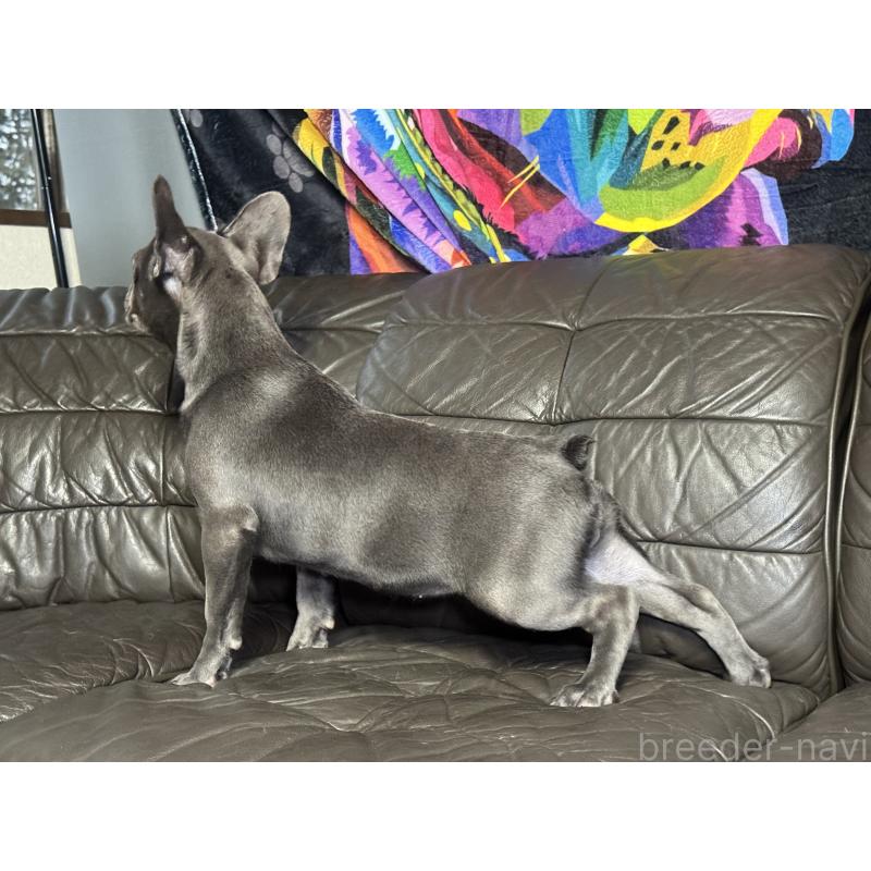 販売中の奈良県のフレンチブルドッグ-453762の9枚目