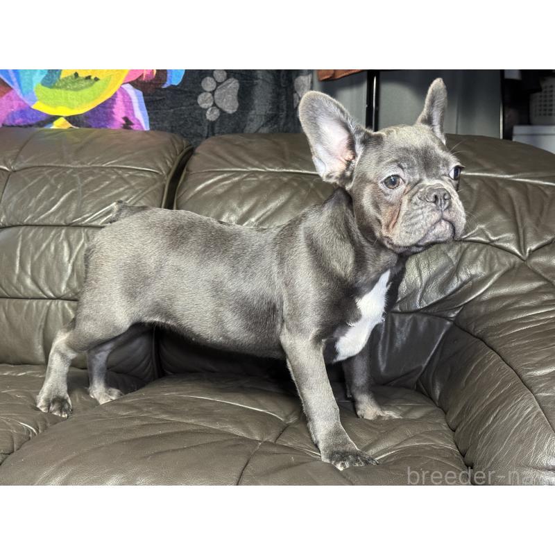 販売中の奈良県のフレンチブルドッグ-453762の8枚目