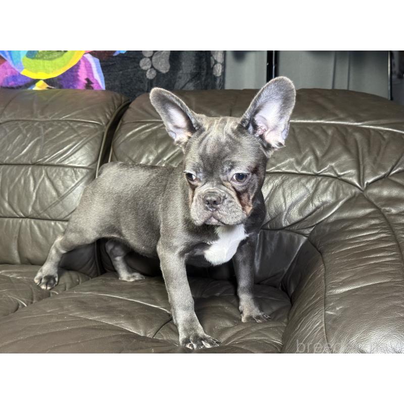 販売中の奈良県のフレンチブルドッグ-453762の7枚目