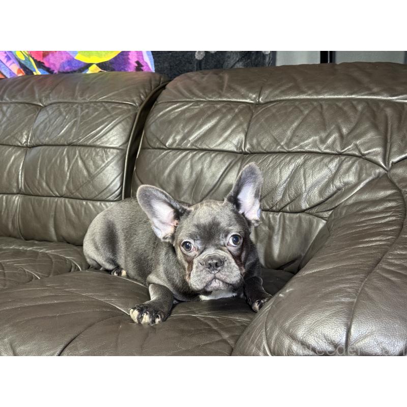 販売中の奈良県のフレンチブルドッグ-453762の6枚目