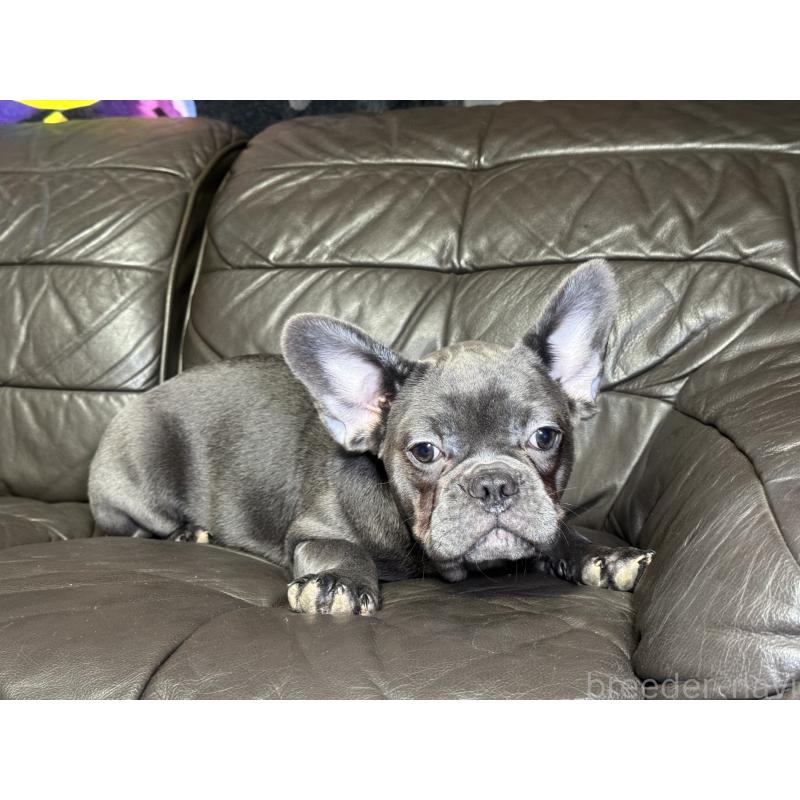 販売中の奈良県のフレンチブルドッグ-453762の5枚目
