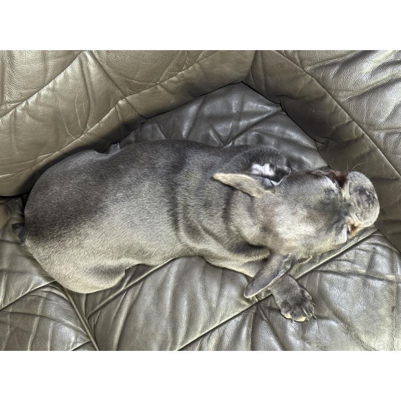 販売中の奈良県のフレンチブルドッグ-453762の4枚目