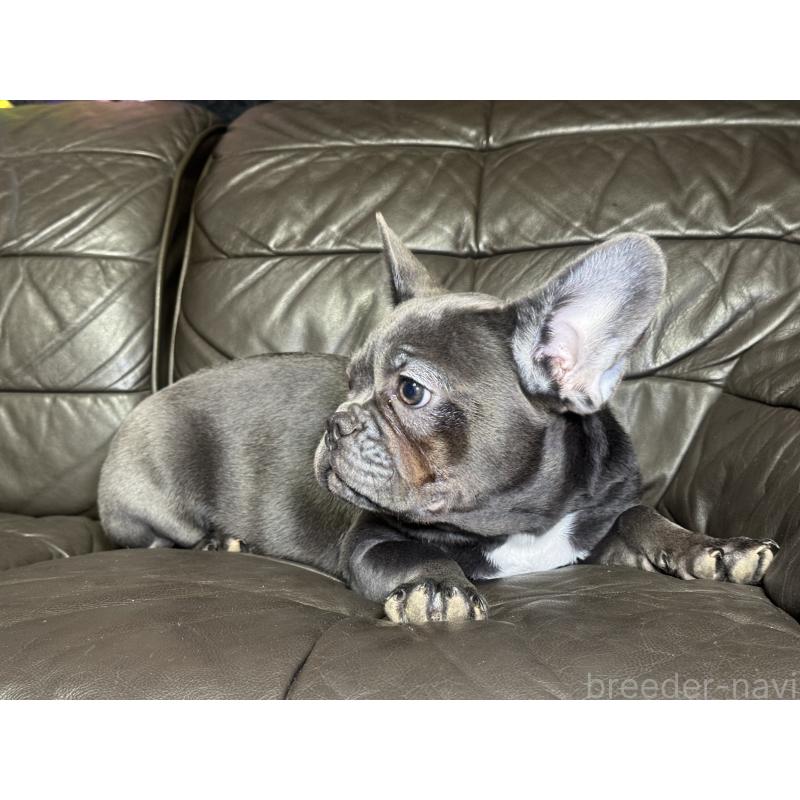 販売中の奈良県のフレンチブルドッグ-453762の3枚目
