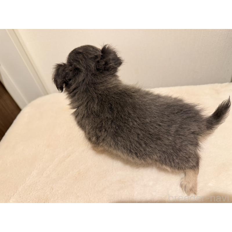 販売中の福岡県のチワワ(ロングコート)-453763の4枚目