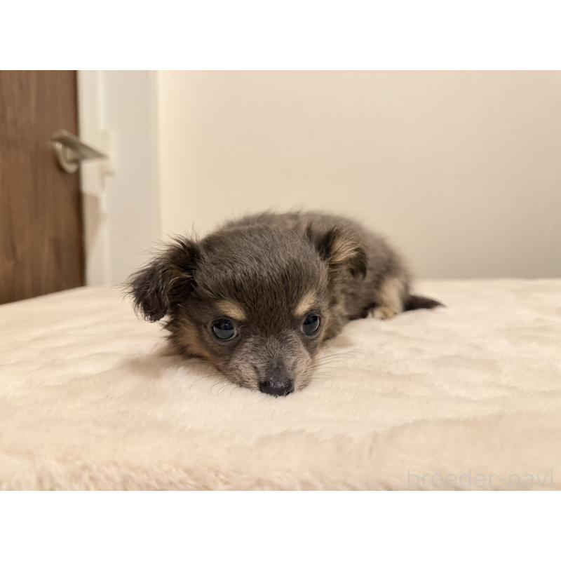 販売中の福岡県のチワワ(ロングコート)-453763の5枚目