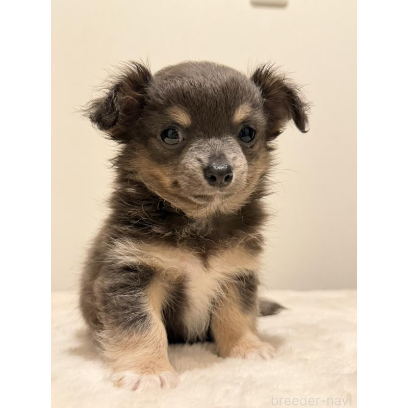 販売中の福岡県のチワワ(ロングコート)-453763の3枚目