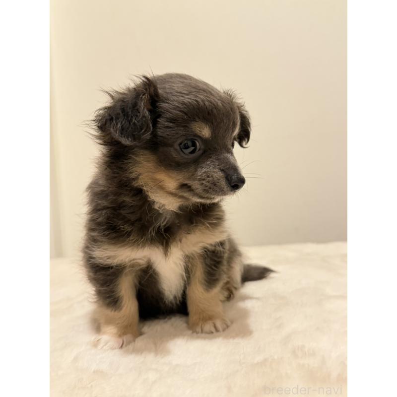 販売中の福岡県のチワワ(ロングコート)-453763の2枚目