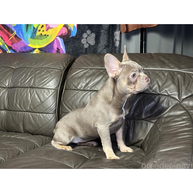 販売中の奈良県のフレンチブルドッグ-453764の9枚目