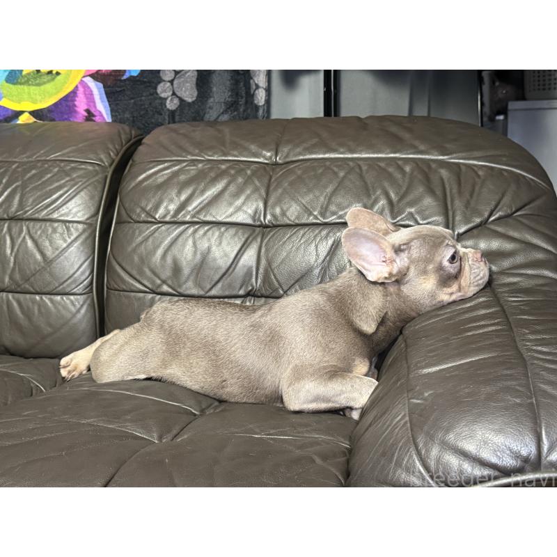 販売中の奈良県のフレンチブルドッグ-453764の8枚目