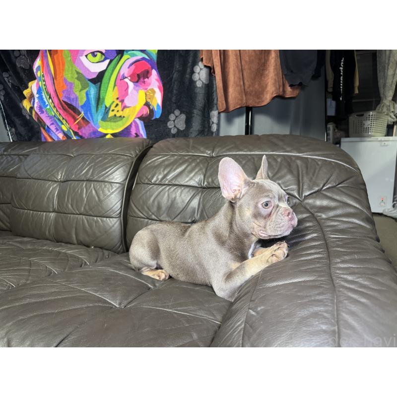 販売中の奈良県のフレンチブルドッグ-453764の7枚目