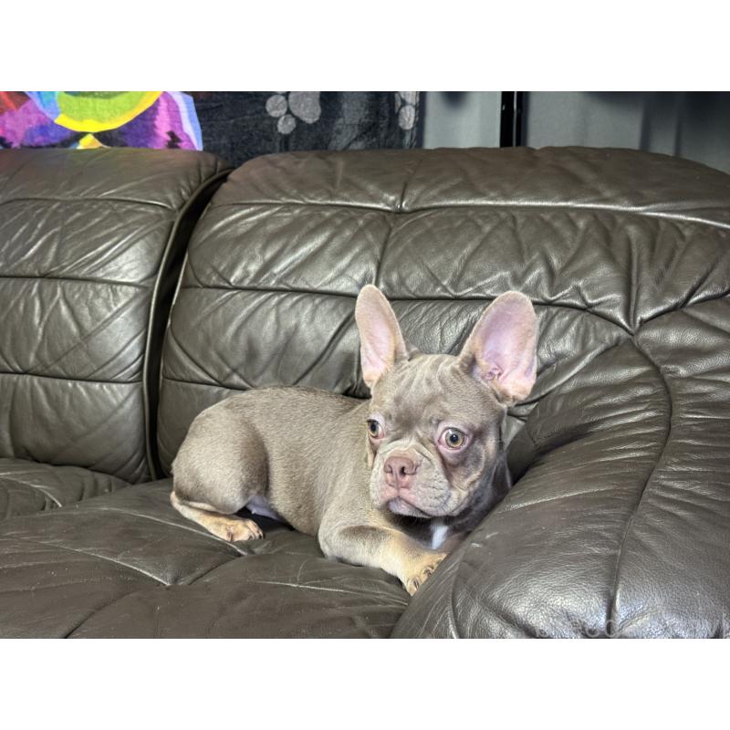 販売中の奈良県のフレンチブルドッグ-453764の6枚目