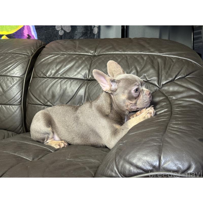 販売中の奈良県のフレンチブルドッグ-453764の5枚目