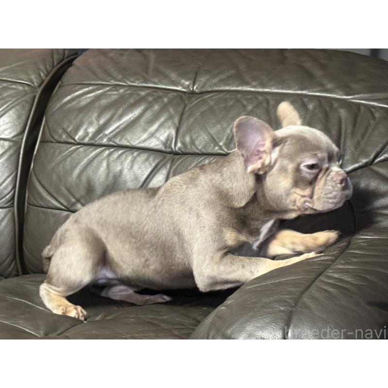 販売中の奈良県のフレンチブルドッグ-453764の4枚目