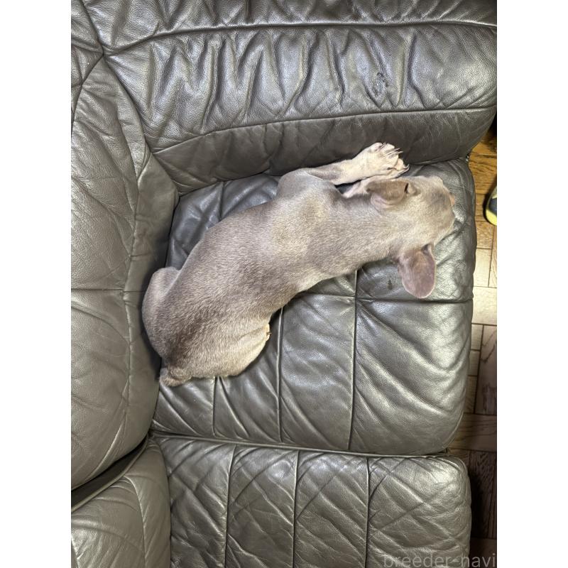 販売中の奈良県のフレンチブルドッグ-453764の3枚目