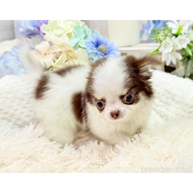 販売中の京都府のチワワ(ロングコート)-444566の12枚目