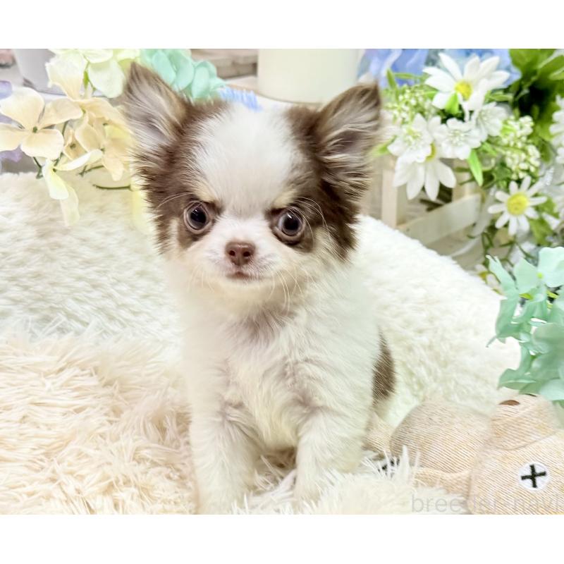 販売中の京都府のチワワ(ロングコート)-444566の11枚目