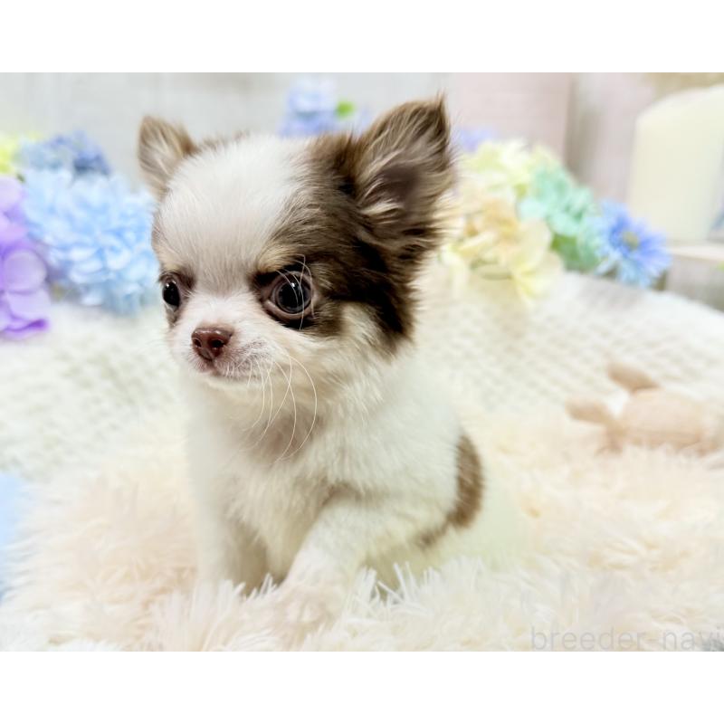 販売中の京都府のチワワ(ロングコート)-444566の9枚目