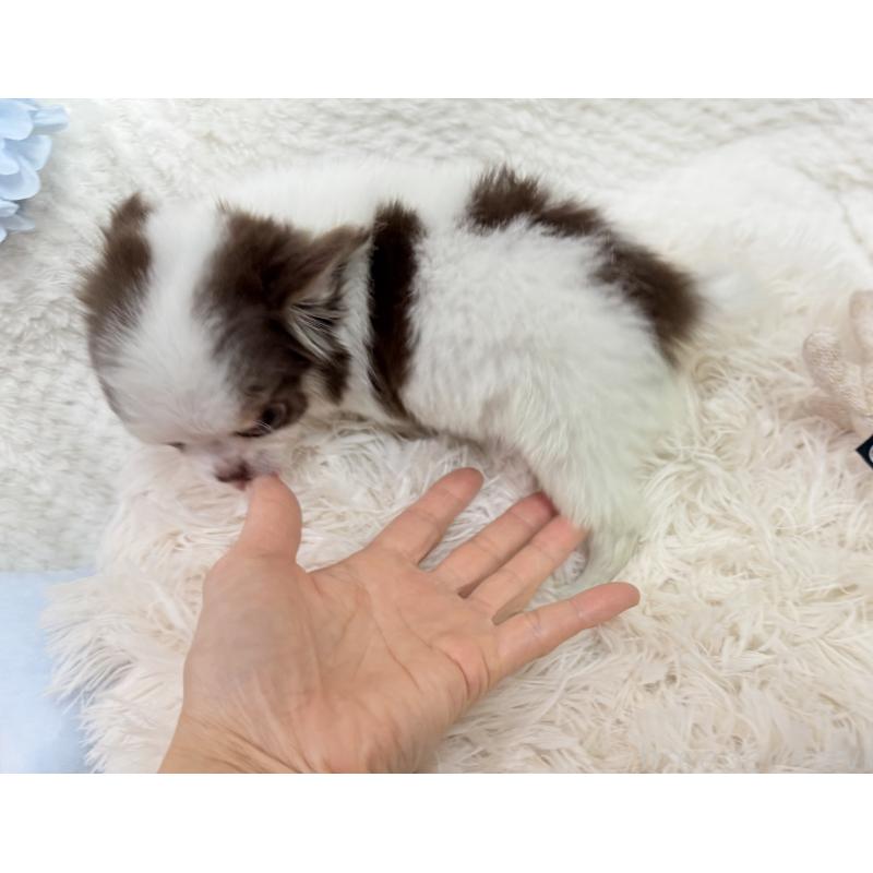 販売中の京都府のチワワ(ロングコート)-444566の8枚目