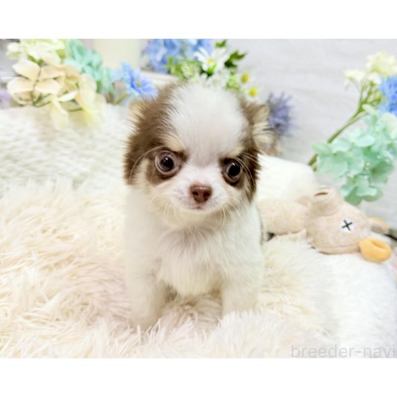 販売中の京都府のチワワ(ロングコート)-444566の7枚目