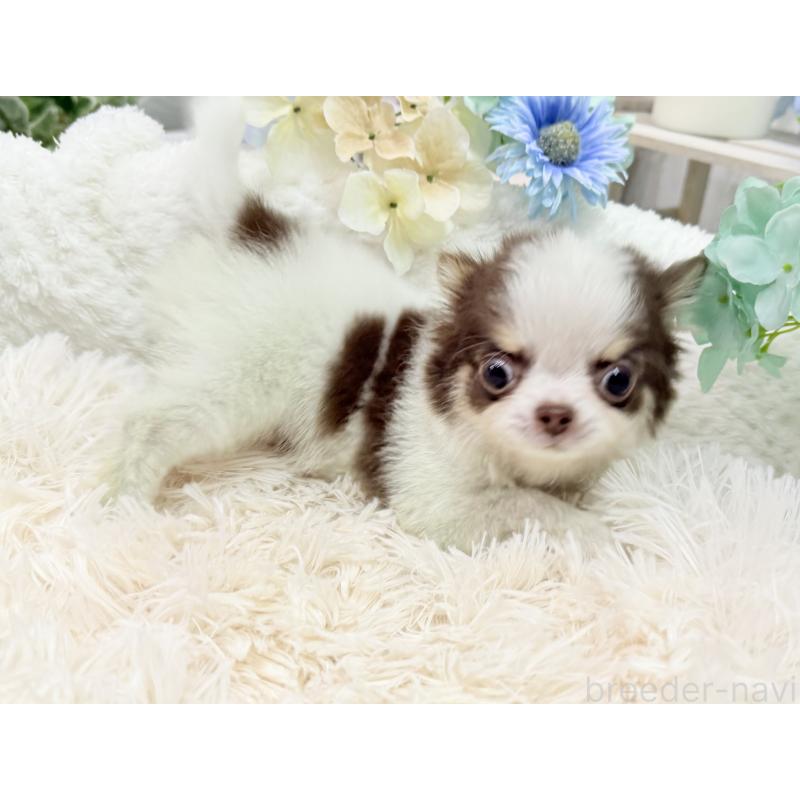 販売中の京都府のチワワ(ロングコート)-444566の6枚目