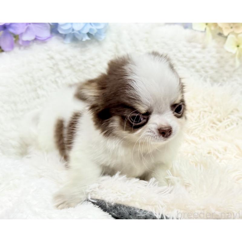 販売中の京都府のチワワ(ロングコート)-444566の5枚目