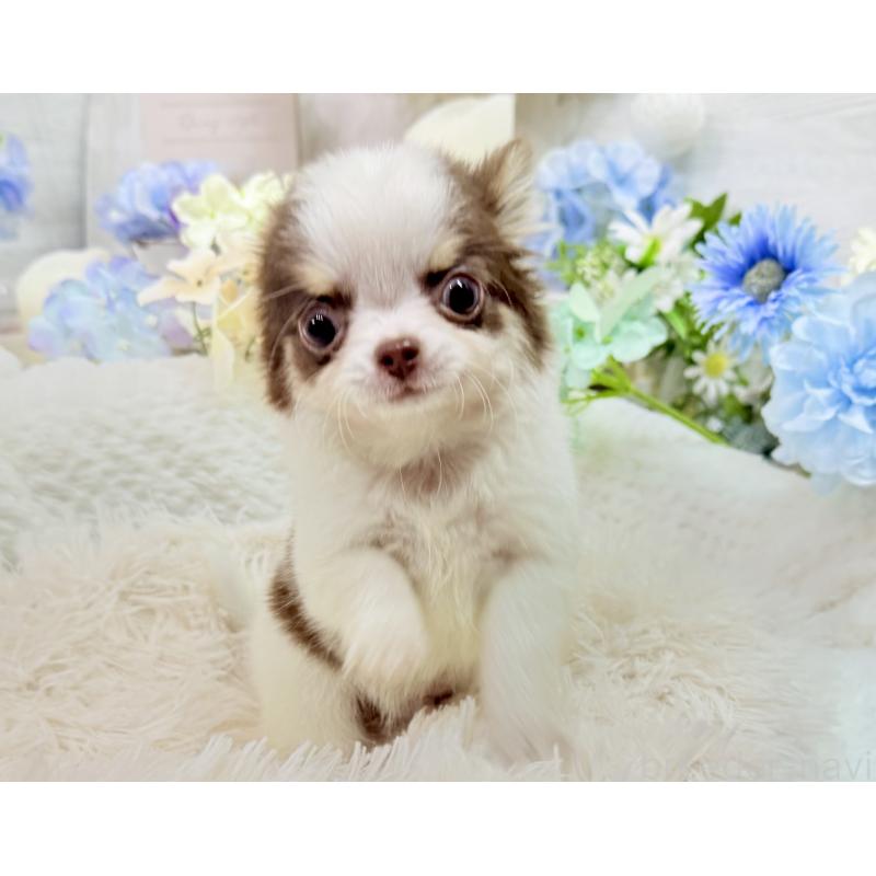 販売中の京都府のチワワ(ロングコート)-444566の4枚目