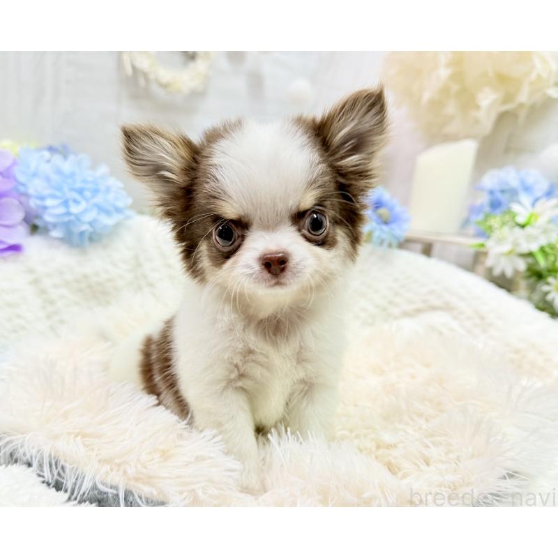 販売中の京都府のチワワ(ロングコート)-444566の3枚目