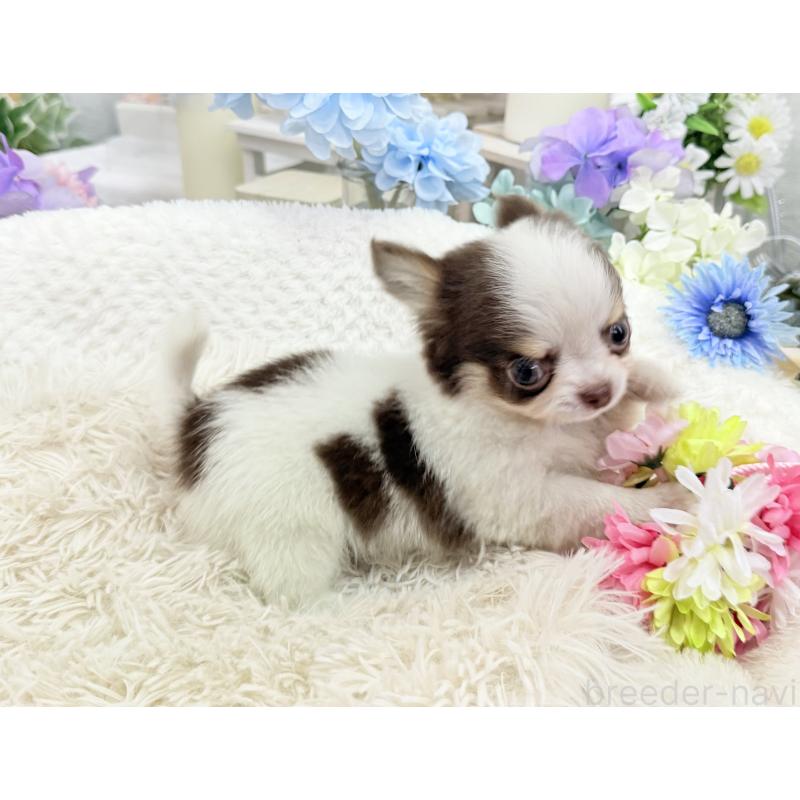 販売中の京都府のチワワ(ロングコート)-444566の2枚目