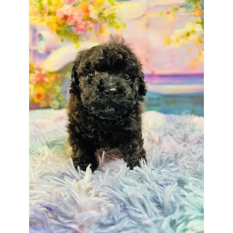 販売中の茨城県のトイプードル-453674の3枚目