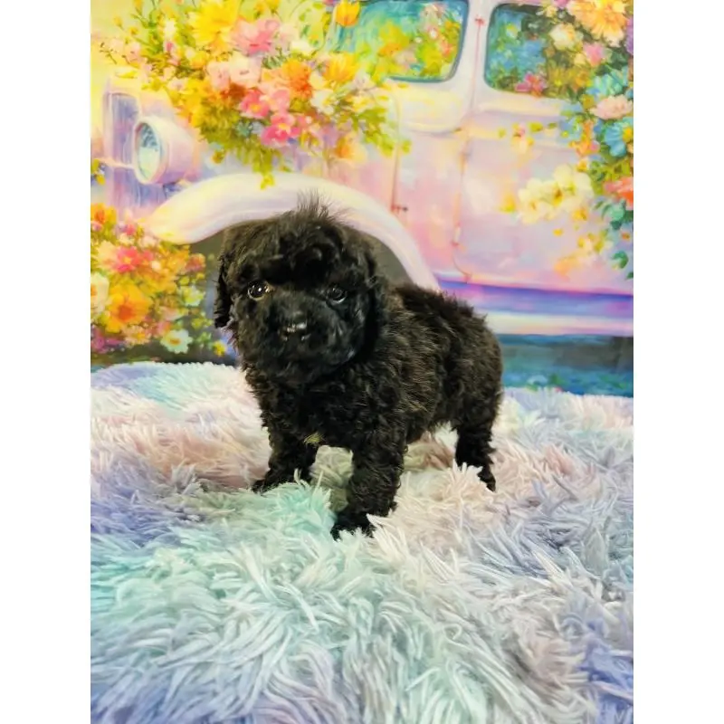 販売中の茨城県のトイプードル-453674の2枚目