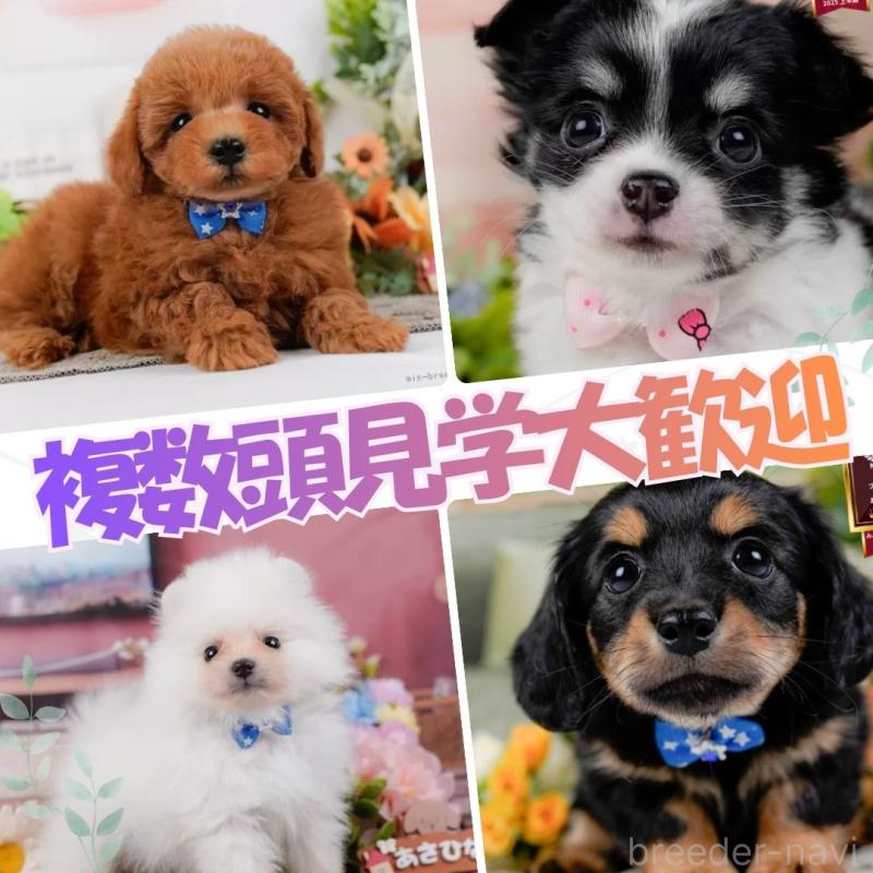 犬舎紹介の神奈川県の犬舎紹介-3894の5枚目