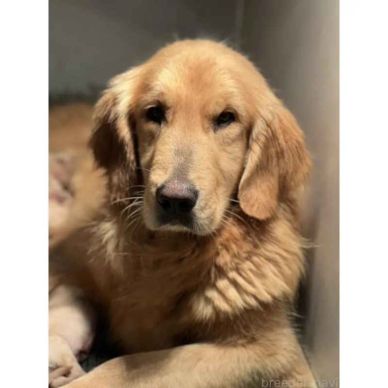 レオナちゃん4枚目