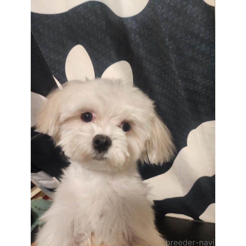 販売中の愛知県のマルチーズ-433923の6枚目