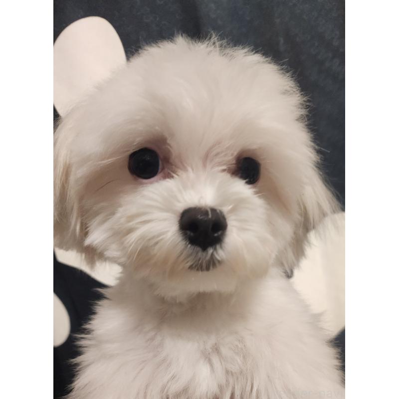 販売中の愛知県のマルチーズ-433923の5枚目