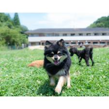 ♀︎ポメラニアン