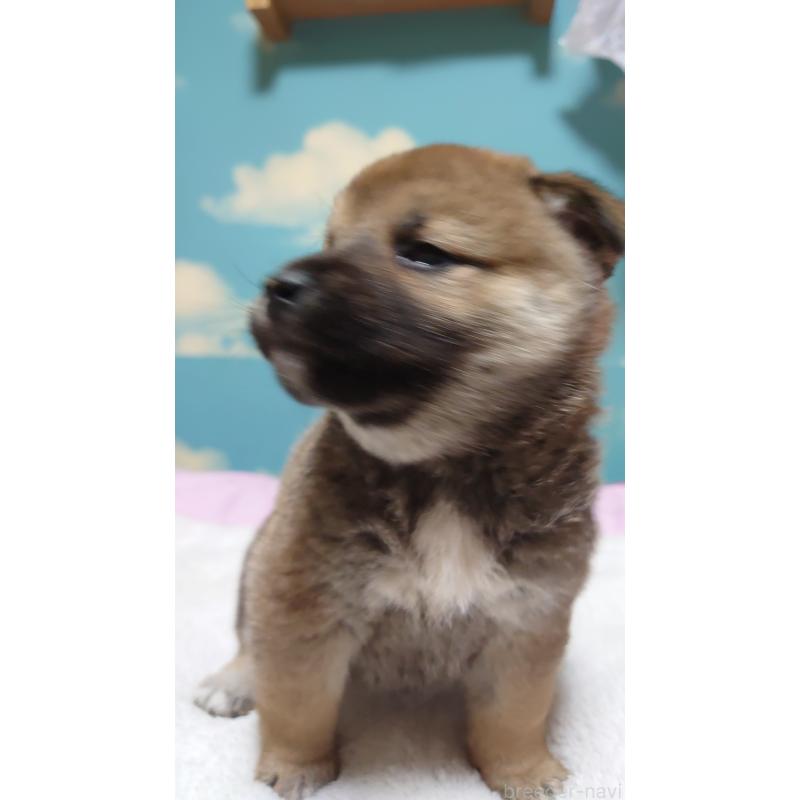 販売中の埼玉県の柴犬-453675の3枚目