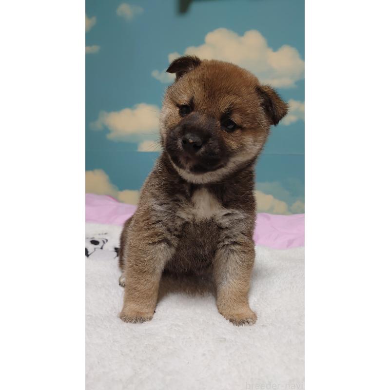 販売中の埼玉県の柴犬-453675の2枚目