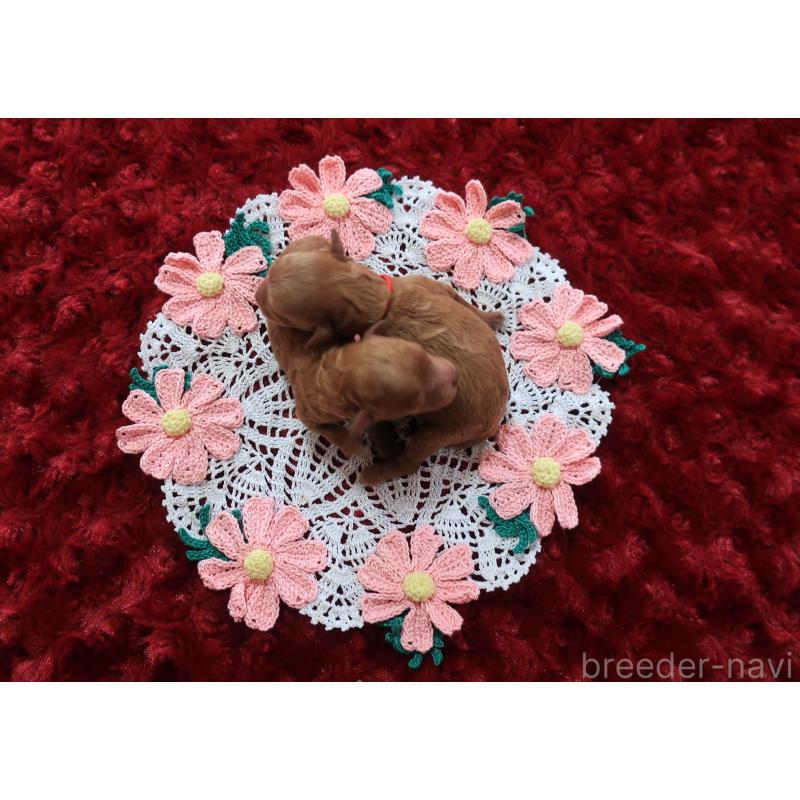 販売中の鹿児島県のティーカッププードル-453676の3枚目