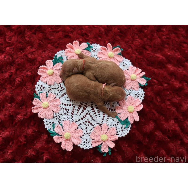 販売中の鹿児島県のティーカッププードル-453676の2枚目