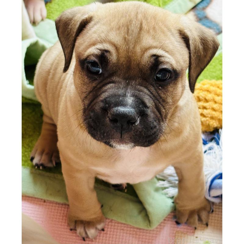 販売中の神奈川県のアメリカンピットブルテリア-445377の3枚目