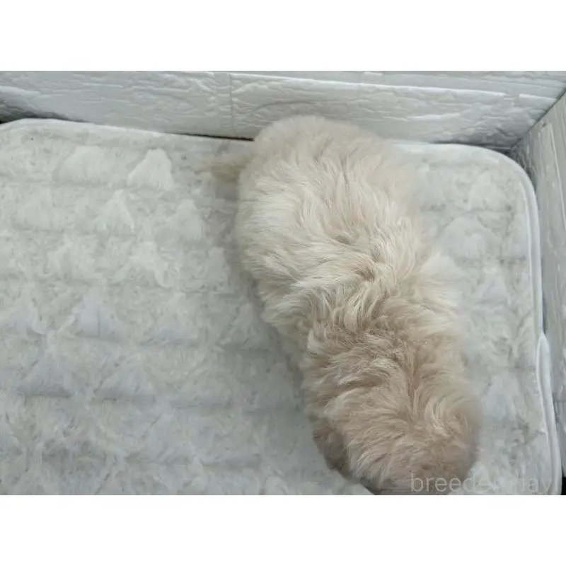 販売中の茨城県のマルプー:マルチーズ×トイプードル-453677の9枚目