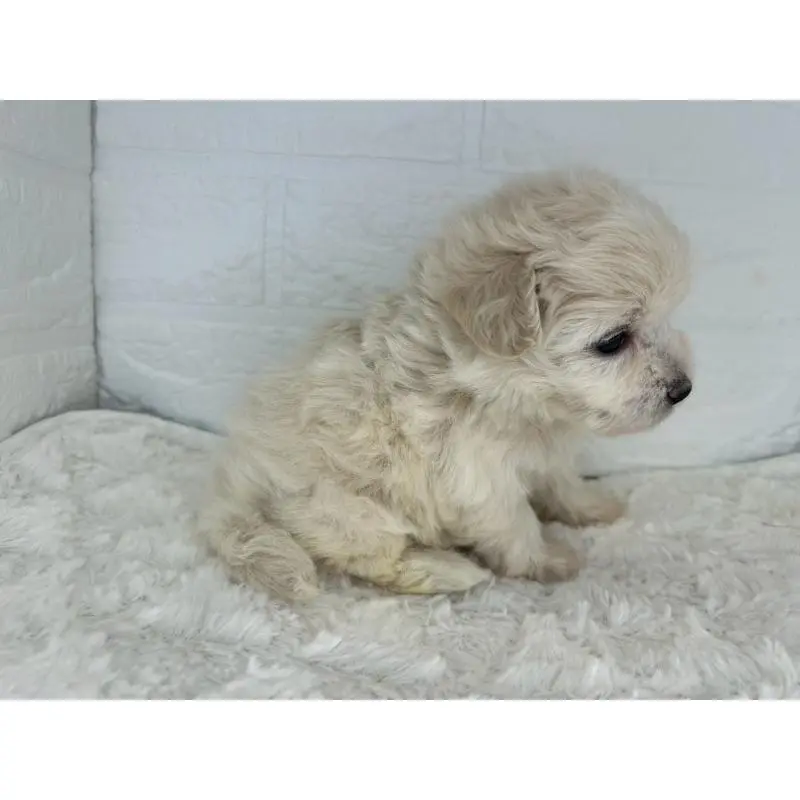 販売中の茨城県のマルプー:マルチーズ×トイプードル-453677の8枚目