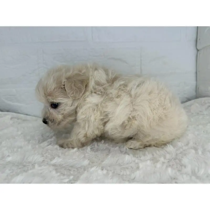 販売中の茨城県のマルプー:マルチーズ×トイプードル-453677の7枚目