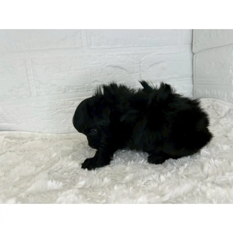 販売中の茨城県のマルプー:マルチーズ×トイプードル-453678の12枚目