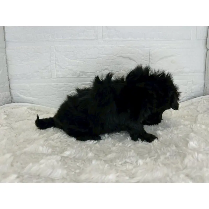 販売中の茨城県のマルプー:マルチーズ×トイプードル-453678の11枚目