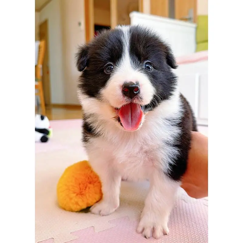 販売中の岐阜県のボーダーコリー-453680の15枚目