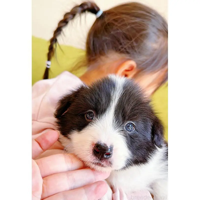 販売中の岐阜県のボーダーコリー-453680の14枚目