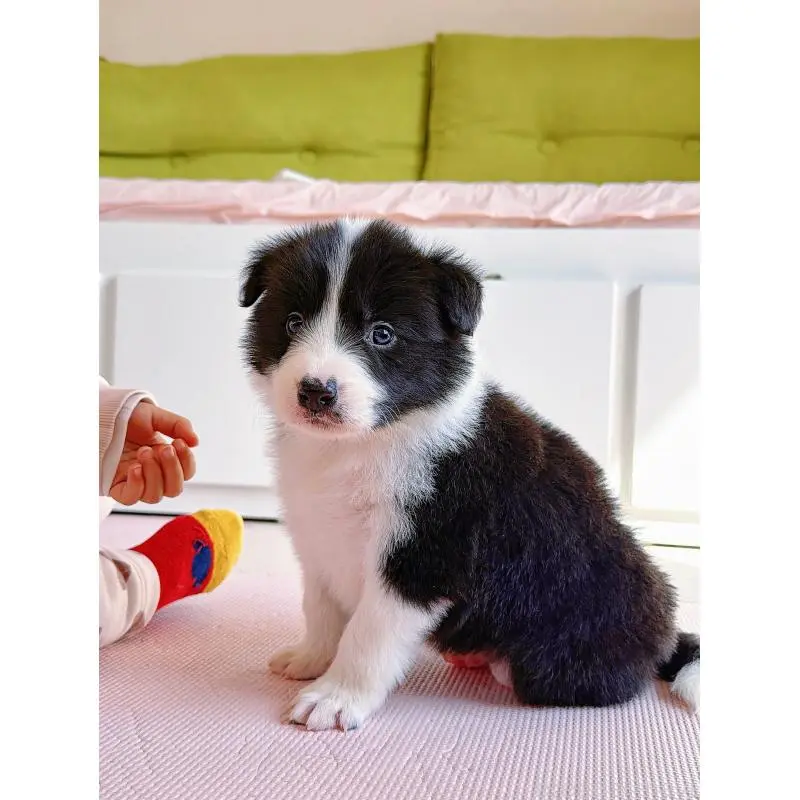 販売中の岐阜県のボーダーコリー-453680の13枚目