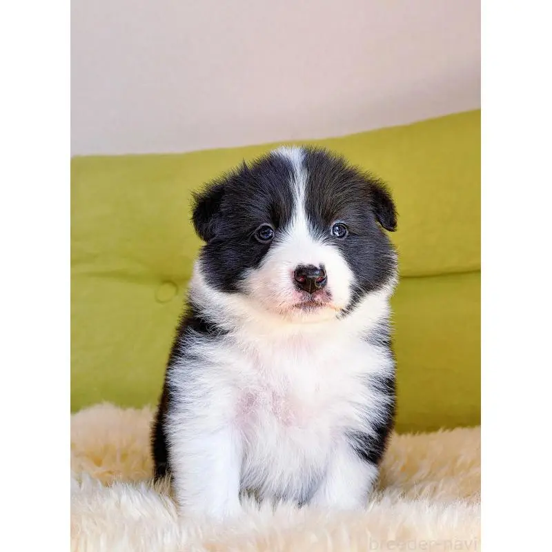 販売中の岐阜県のボーダーコリー-453680の12枚目